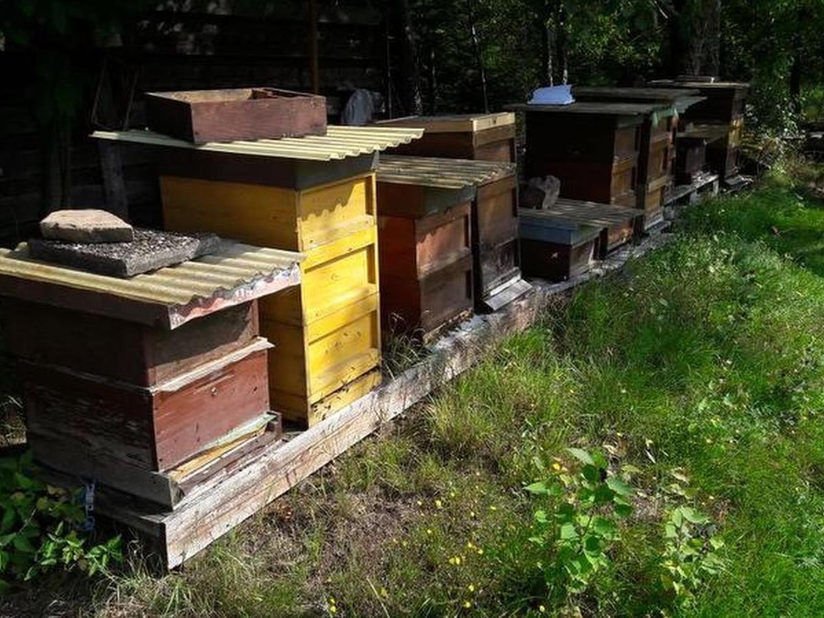 Schömberg Haus Zur Bienenweide 아파트 외부 사진